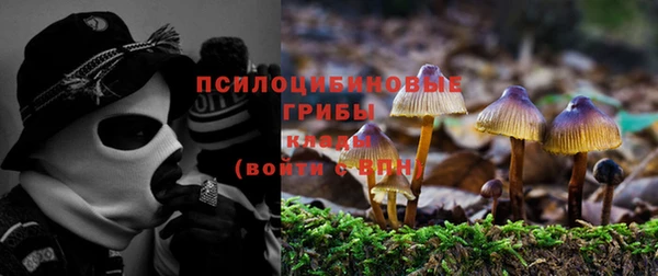прущие грибы Вязники